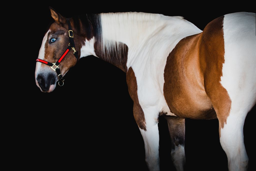 Heartland Equine Therapeutic Riding Academy tweet media