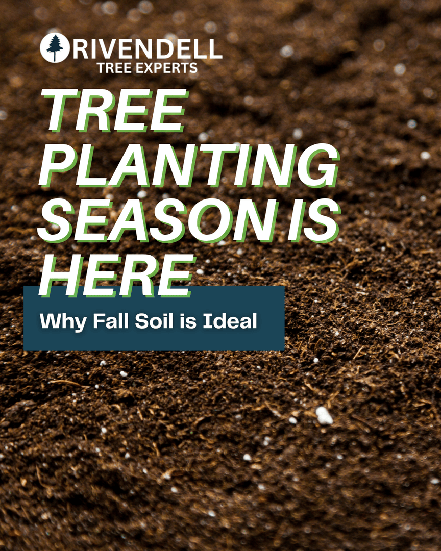 Rivendelltree's tweet image. Stronger Roots
Ideal Soil Conditions
Less Stress

Let Utah’s Top Tree Care Provider, Rivendell Tree Experts, help you choose and plant the right trees for your landscape this fall! 🍃

📞 801-928-4566
🌐 rivendelltreeexperts.com

#RivendellTreeExperts #UtahTreeCare #TreePlanting