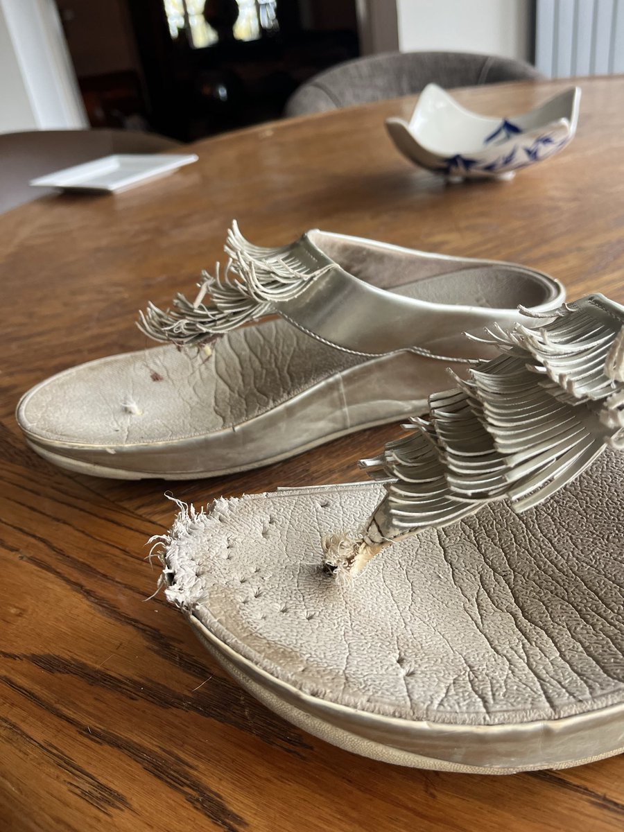 Arnbeg's tweet photo. My #fitflops are now just flops… thanks to Mavis 🐶
To be fair… I did leave them in the kitchen which would appear to be enemy territory
#arnbegfarmstayscotland #jackrussell https://t.co/zWkt7Qanhn