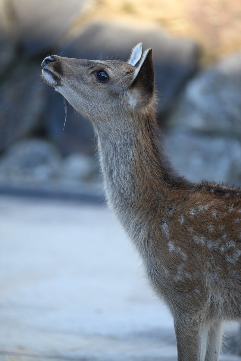 A deer / 鹿 A deer / 鹿 A deer with large antlers appears near a