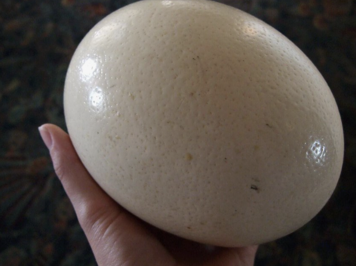 PSA ostrich chickens cost around $500 and lay 2 eggs a week that are the equivalent of 50 eggs each

You can also ride an adult ostrich like a horse

if you're christmas shopping for me, I'd like an ostrich