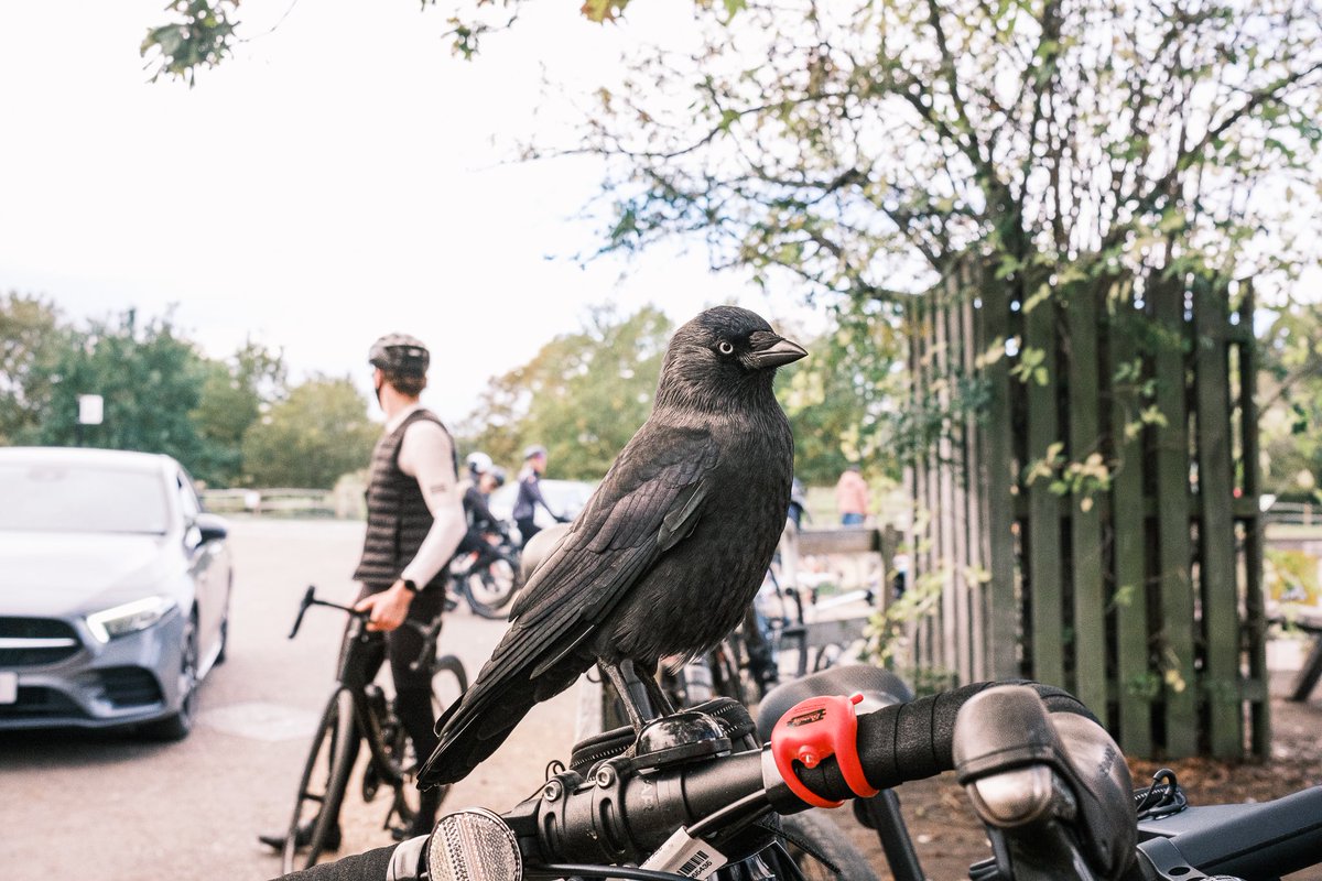 GonzoStreetPhotography tweet media