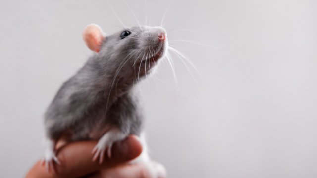 veganrick's tweet photo. 2.64 million animal tests in Great Britain in 2024 

#UK 🇬🇧 #AnimalTesting #Dogs #Monkeys #Rabbits #GuineaPigs #Cats #Horses #Mice #Rats #Animals #AnimalCruelty #AnimalResearch #LabAnimals #AnimalWelfare #AnimalLaw #AnimalRights #ReplaceAnimalTestsList

https://t.co/3WCT0aEDb7 https://t.co/w4HETsDdQZ