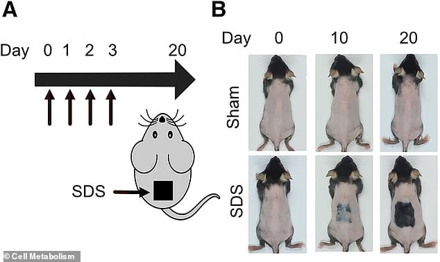 Good news for the bald bros! 🧑‍🦲➡️🧑‍🦱

Taiwanese scientists grew hair back in mice within 20 days by triggering skin fat breakdown — releasing monounsaturated fatty acids that reactivated dormant hair follicle stem cells.

Wait for human trials now!
DOI: 10.1016/j.cmet.2025.09.012