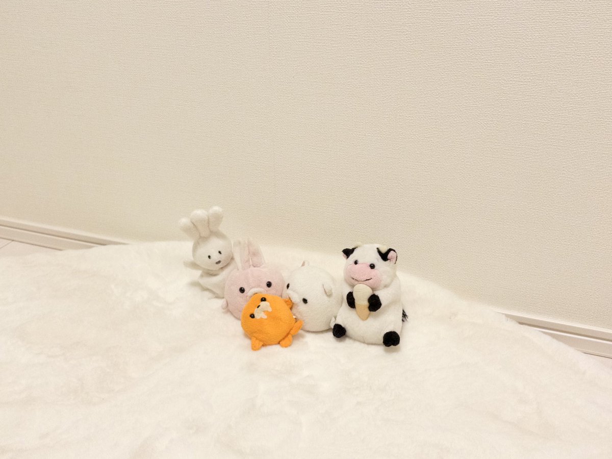 ♡PIGちゃん確認用♡ ぴーちゃん - pignic cafe のマイクロブタ