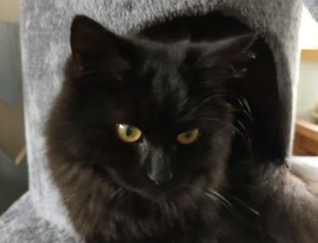 Boeli weer thuis.

Boeli is drie weken weggeweest, maar kwam vanmorgen weer aanlopen alsof hij nooit weggeweest was.

We zijn heel blij!