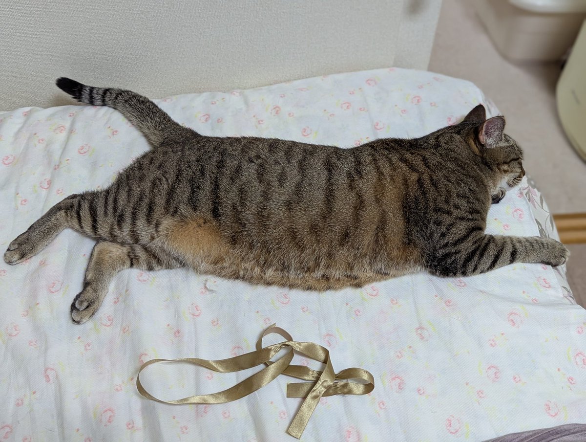 キジトラのヒメSHOP♕ページ（作成中） キジトラのヒメSHOP♕ページ（作成中） キジトラのヒメSHOP