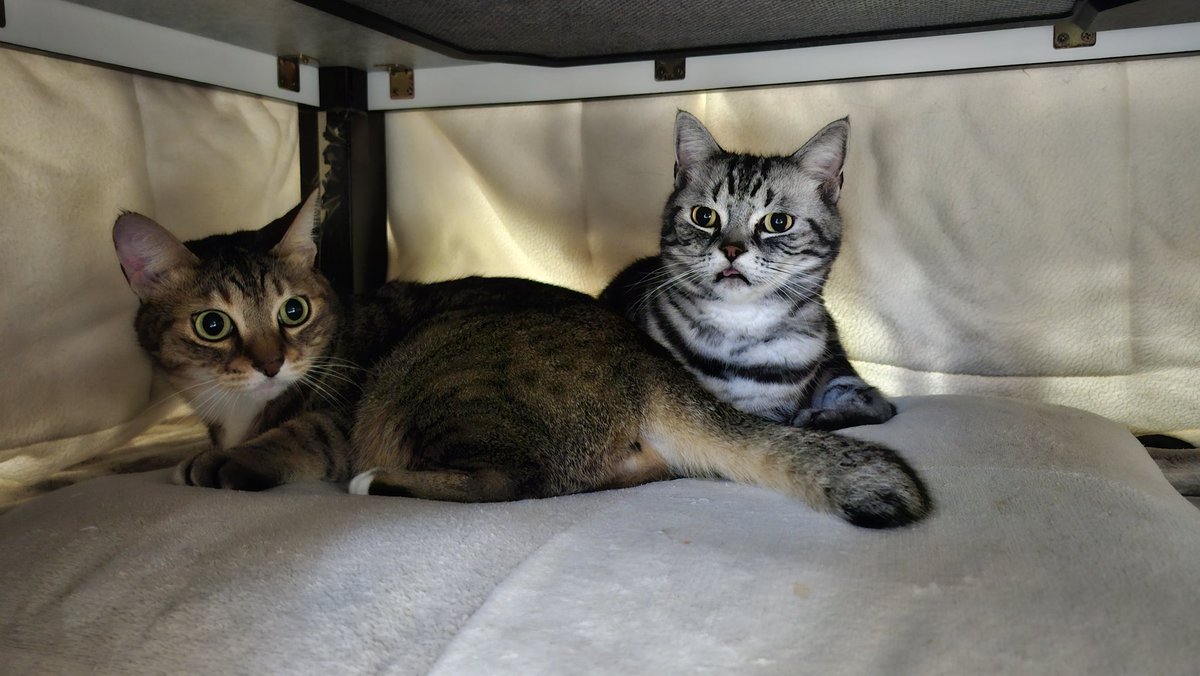 blueheart_shima's tweet image. 今日も
#こたつ
#こたつねこ
#ねこたつ