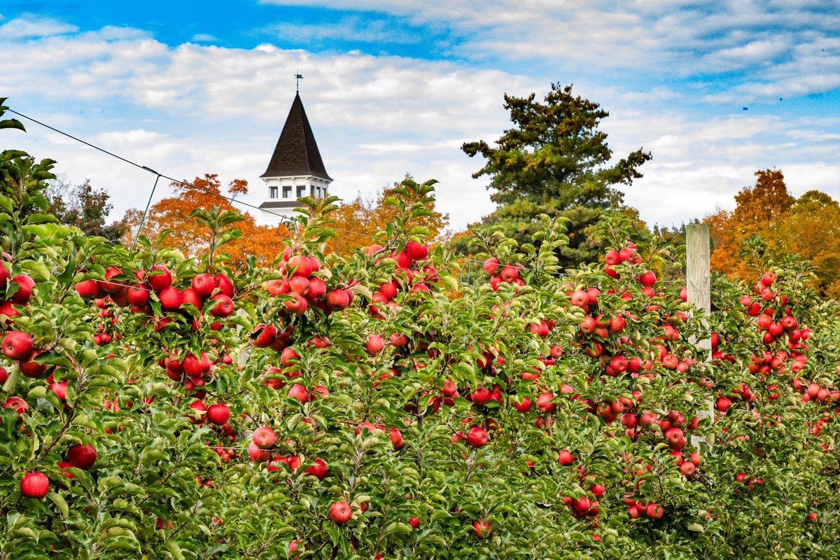 BrookdaleFarms's tweet photo. 🍎🌟 LAST DAY FOR APPLE PICKING! 🌟🍎
Plenty of apples still on the trees — 22 varieties ready to go! 🙌
Come for 🍏 apples, 🌽 maze &amp; hayrides, 🎃 Pumpkin Man pics &amp; 🍖 T-Roy’s BBQ!
📍 Brookdale Fruit Farm, Hollis NH | Open 8–6
👉 https://t.co/IrCNecXnne https://t.co/SZXnl0Idwp