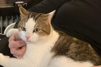 Kees is weer thuis.
Toen wij thuiskwamen na drie weken vakantie, bleek onze Kees al een week niet meer gezien en/of thuis gegeten te hebben.
Direct hierop posters opgehangen, Facebook ingezet, Amivedi natuurlijk... Lees verder: amivedi.nl/deel-je-verhaa…