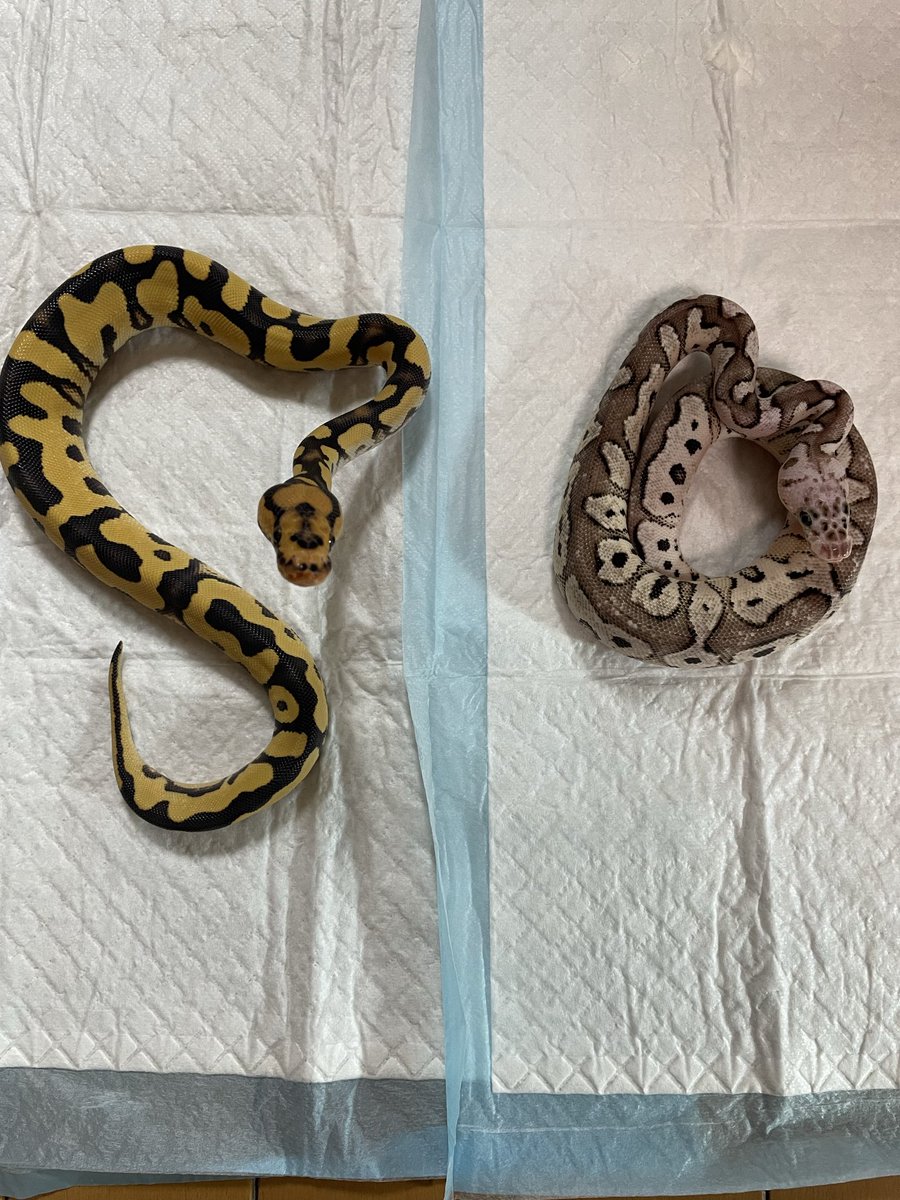 本日初のお店の<a href="/TT_REPTILES/">T&T REPTILES</a> さんで😆ボールパイソン2匹をお迎えしました👏ボールパイソンのクオリティーに驚きでしたオーナーもとても良い方で色々な話し及びアドバイスを聞く事ができました。本当に素敵なお店でした。
😍ありがとうございました😊