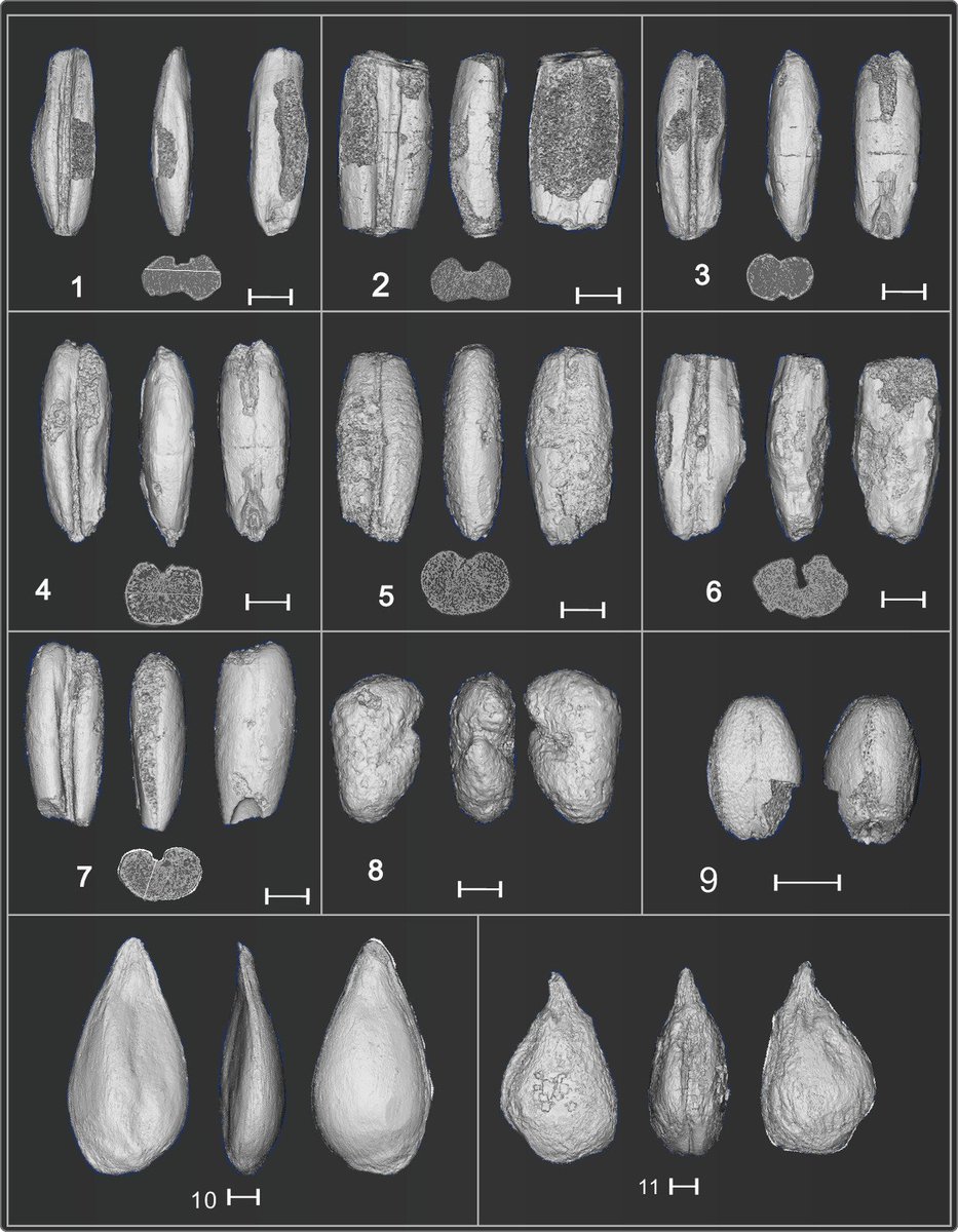 Hace 11 mil años, en esta cueva del centro de Asia se procesaban granos de cebada silvestre (fotos 1-7) con estas herramientas. Trabajo de recolección y procesamiento que precedió a la agricultura.