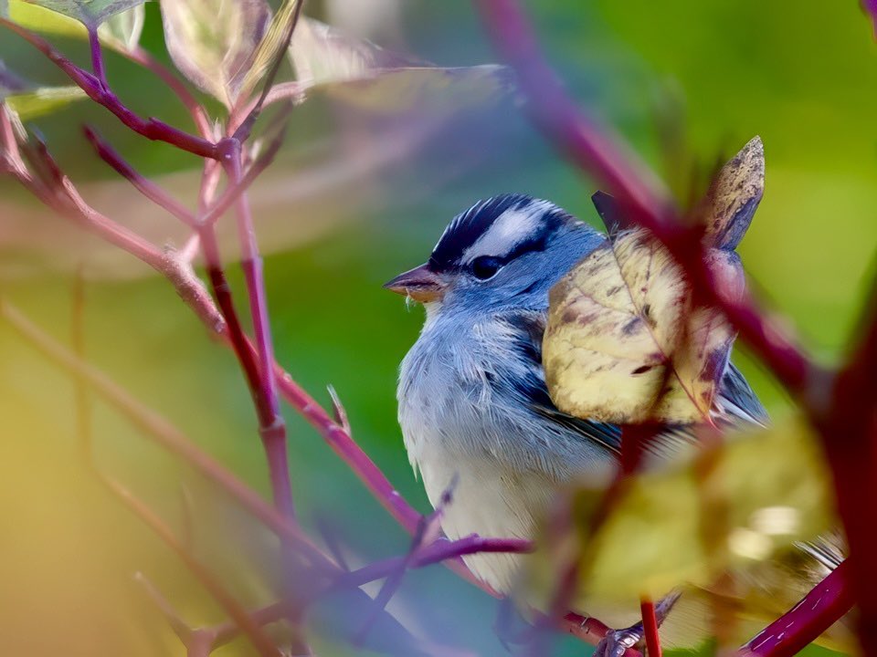 Sometimes a not so great look makes a great picture (IMHO)…
A mature White Crowned Sparrow yesterday in Van Cortlandt Park, BX