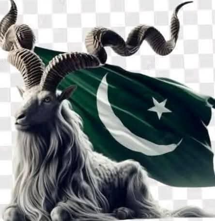 Pak Army tweet media