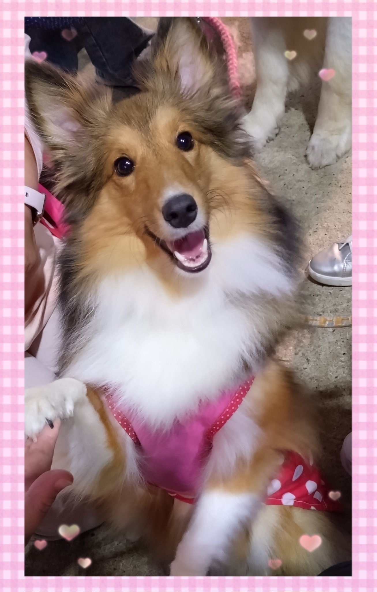 クーちゃん - Search / X