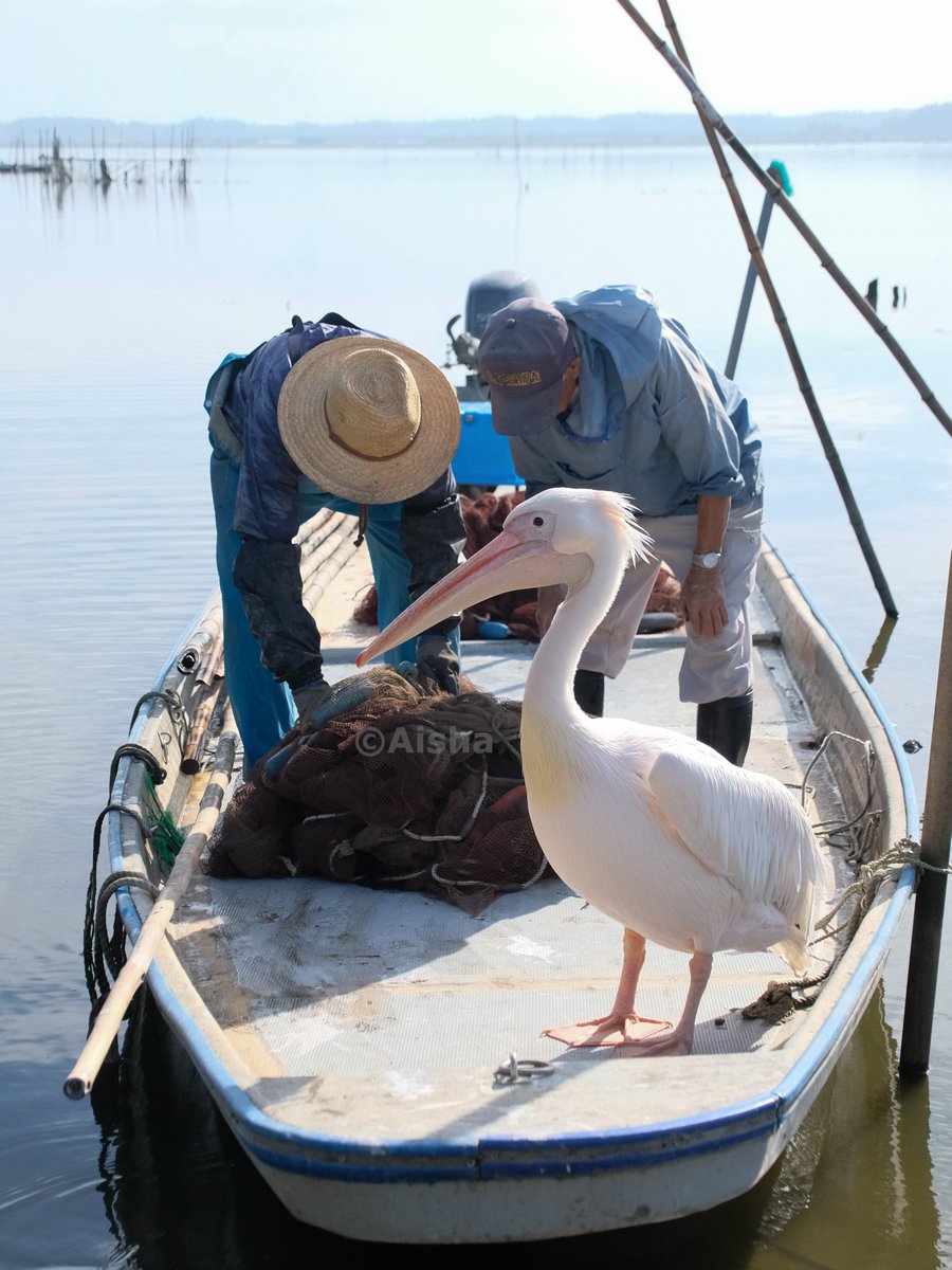 aiiishaphoto's tweet image. 船に乗っていたペリカンは「ガー君」でした！漁師さん達と約30年、一緒にいるとのことです。
chiicomi.com/press/2045412/
流石、当たり前のように船に乗っていますね。むしろ、船長？？？