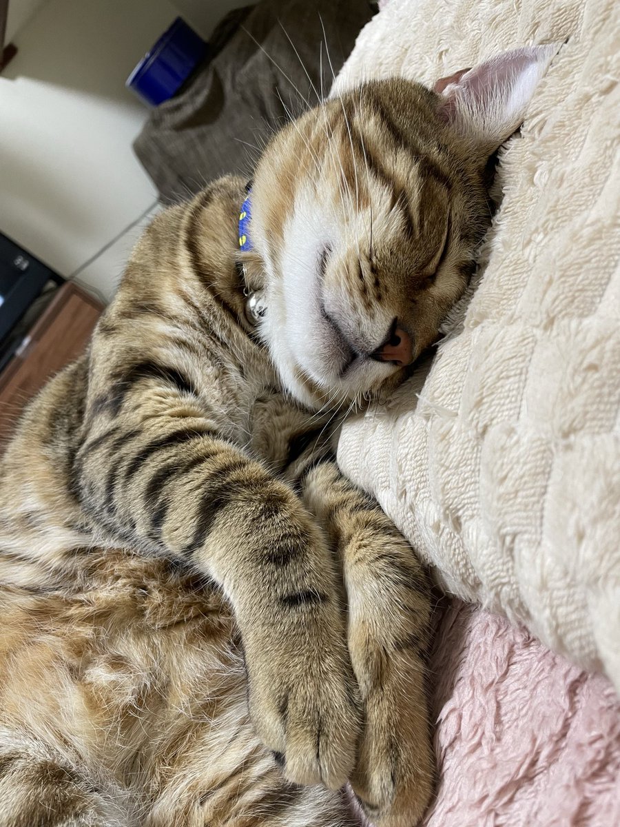 今日も1日お疲れ様でした (*´˘`*)

　明日も良い日になりますように♡

　おやすみにゃさ〜い😼😺😊🌙✨

#保護猫
#ねこかわいいね
#猫好きんと繋がりたい
#ベンガルmix
#キジサバシロmix