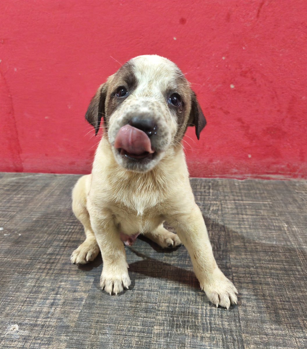 Harley Quinn has a special favour to ask. We have been on here for 10 years now and yet to reach 20k supporters. If you love animals then we are the ones for you. More support will mean more animals being saved. So please for Harley, give us a follow and drop him a heart 💖🧡