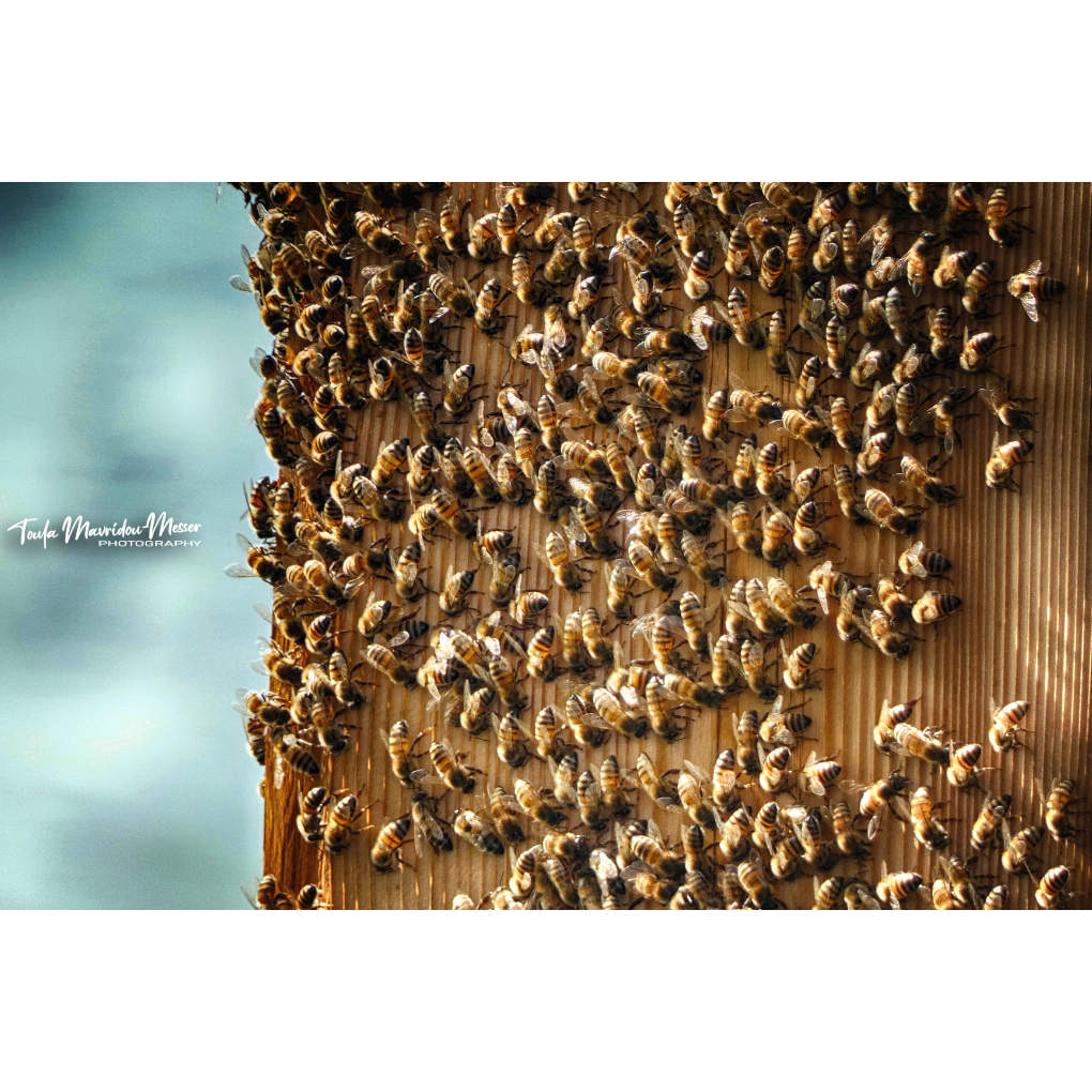 Happy #sundayyellow, everyone! More friends were made on our walk yesterday. Have a blessed Sunday!

#photography #NaturePhotography #bees