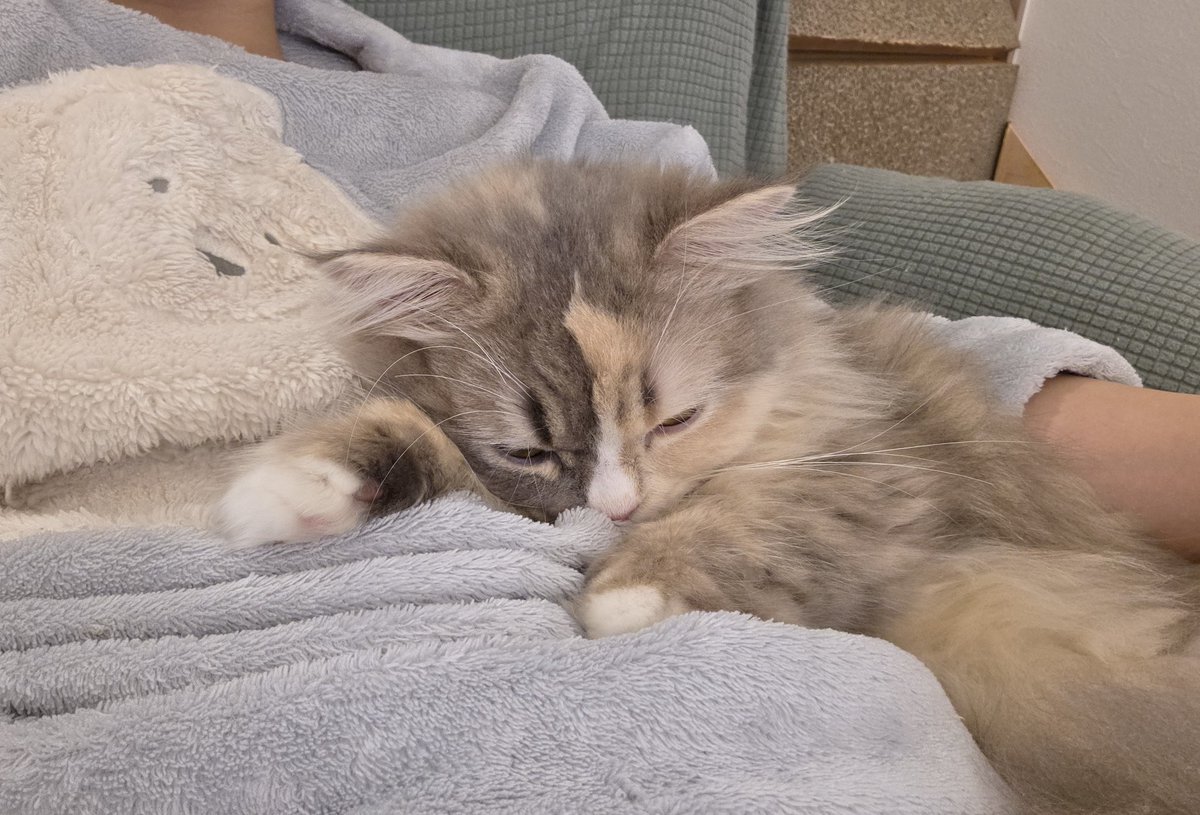 もこもこパジャマとねこ

#ねこかわいいね