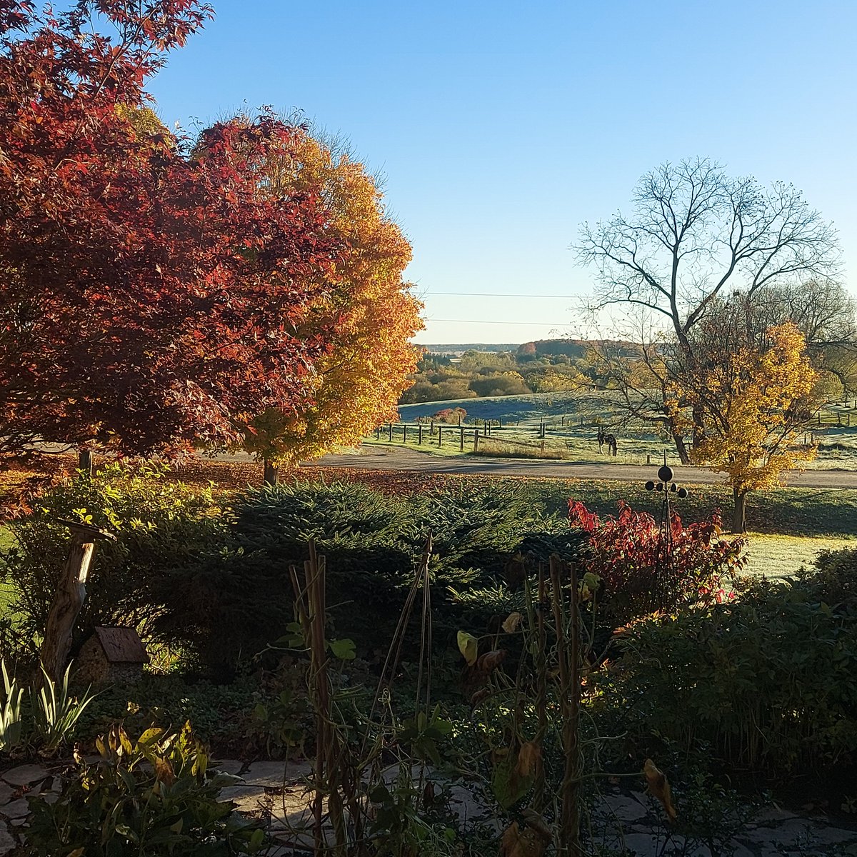 Stay #frosty Peeps 😄 

Fall near East-Zorra Township, Ontario 🇨🇦