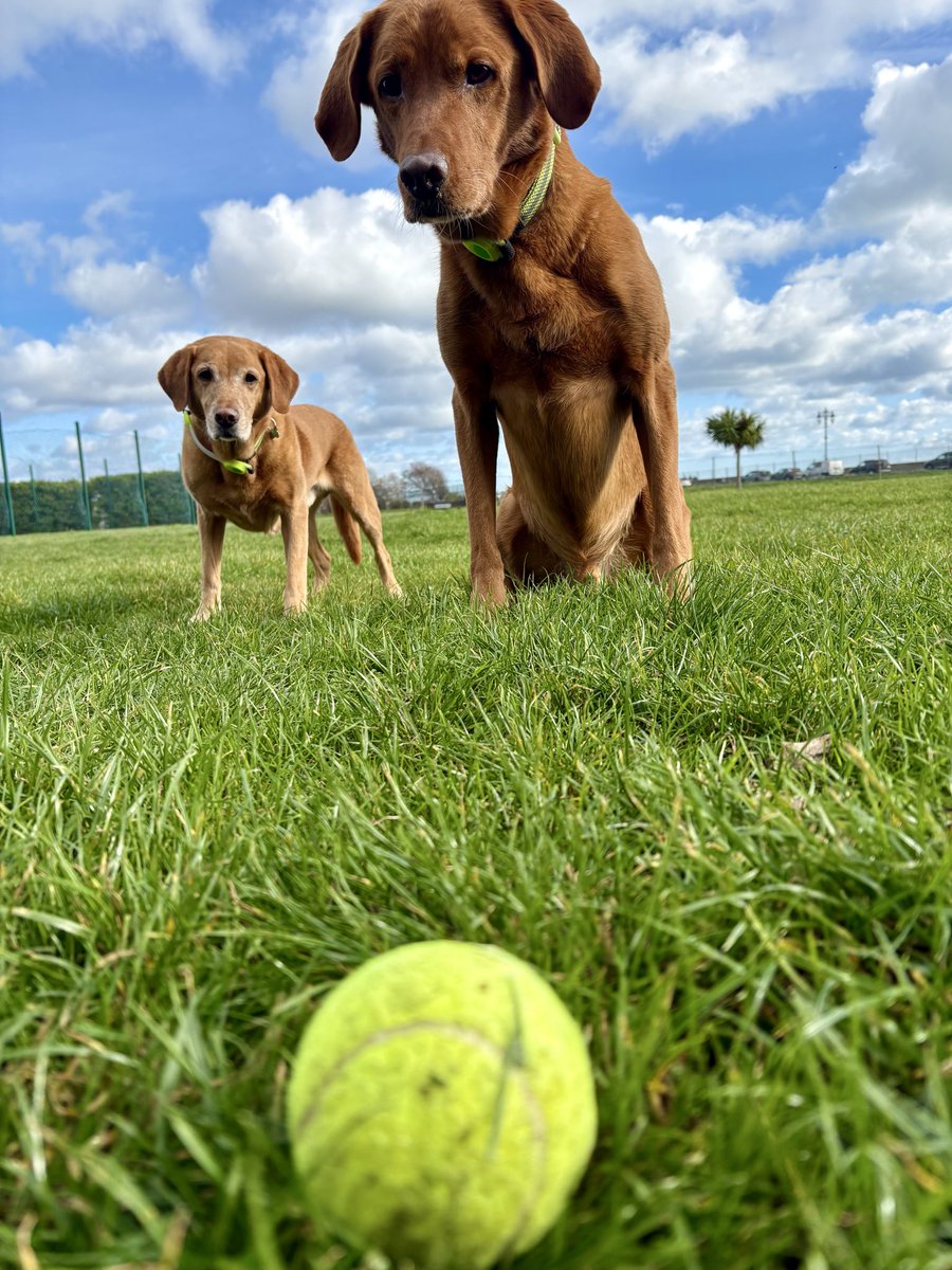 parthaskar's tweet photo. Happy place 😍
#DogDog 🐾
#MarvelAndRobin 🐶 https://t.co/f6hMZZXFuZ