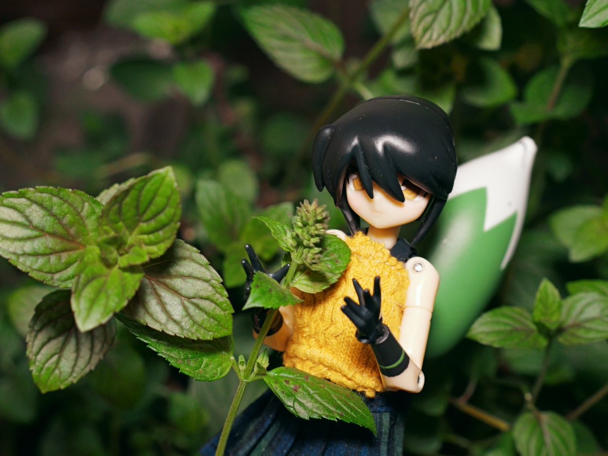 ミントくんひたすら横に茂るだけで面白みがないから写真撮ってなかったけど
最近花芽らしきものが出てきてちょっと楽しみになってる（白い花が咲くらしい）