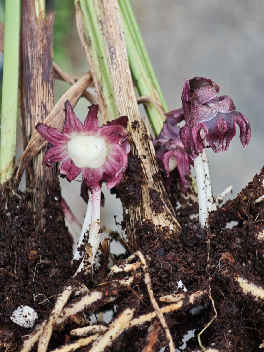 珍草屋Plants-Axis@Loading (@Plants_Axis) / Posts / X