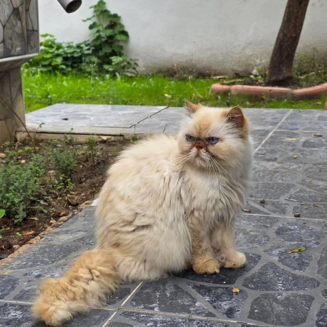 patiarkadas's tweet photo. 9 yaşında taşınırken sokağa atmışlar Tekirdağ 

İnstagram @duru.deniz.gul https://t.co/QIZgxsR98g