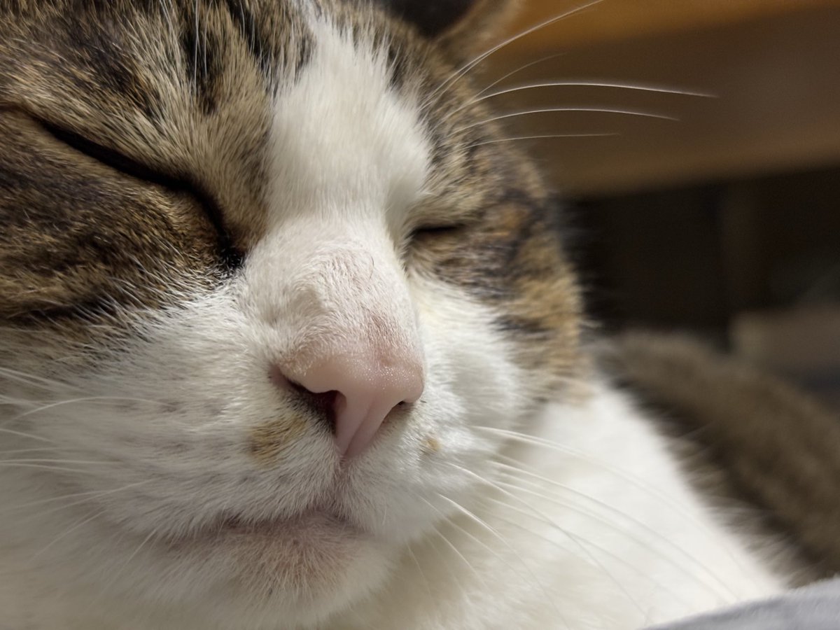 ちゃらお (@7Charao) / Posts / X