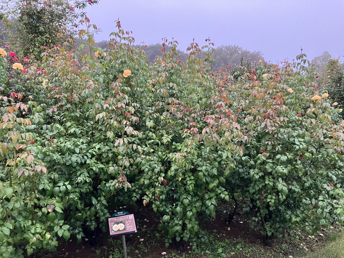 ✿「風 Ⅴ」✿ on X