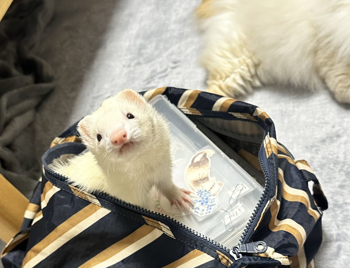 にょろりんとぼく｜ (@nyororins_boku) / Posts / X