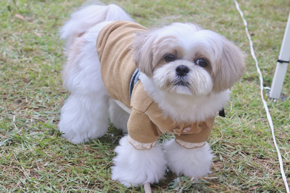 にこまるページ にこまる (@6yQgZFNMNk76215) / Posts / X