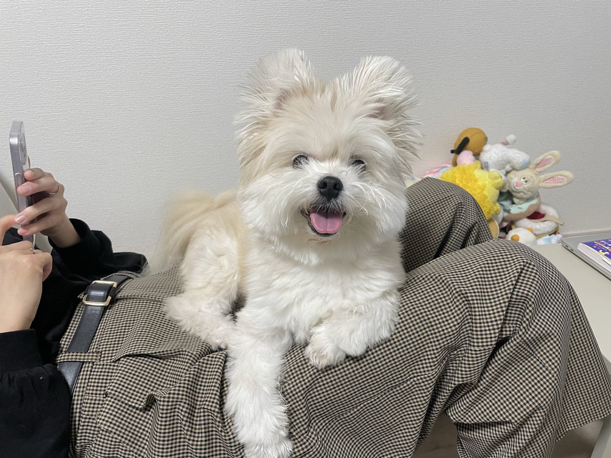 ぽんた (@p_190224) / Posts and Replies / X