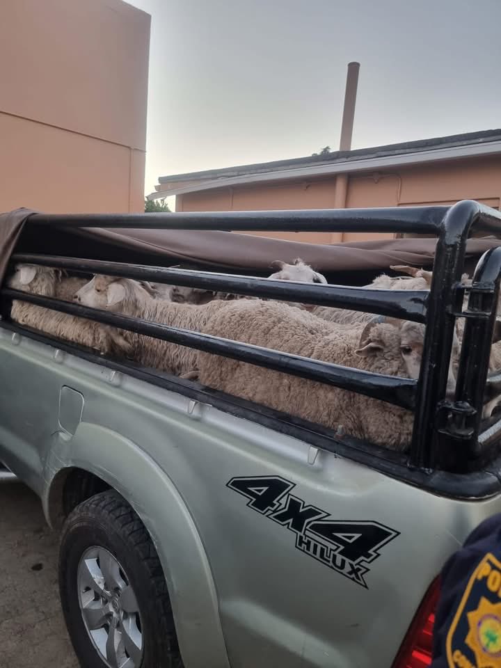 Two Foreigners Arrested in Bulwer for Transporting 31 Suspected Stolen Goats and Sheep With Fake Documents

Police in Bulwer have arrested two foreign nationals, aged 36 and 40, after discovering 31 livestock suspected to be stolen in their vehicle. The arrest took place in the
