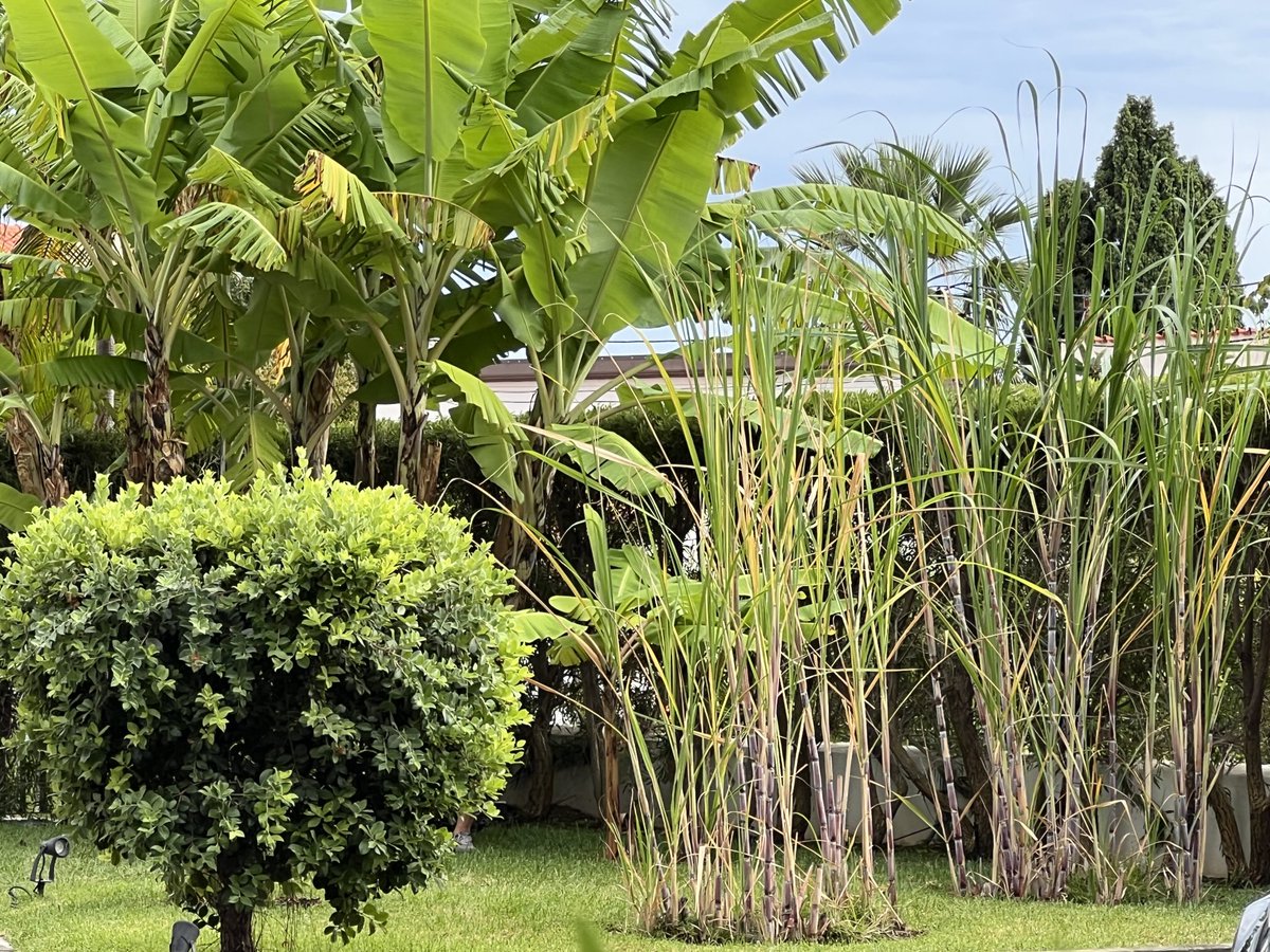 Prof Satya Sarker (Phytochemist & Writer) 🇬🇧 tweet media