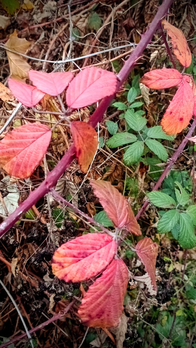 This afternoon's walk...🐾