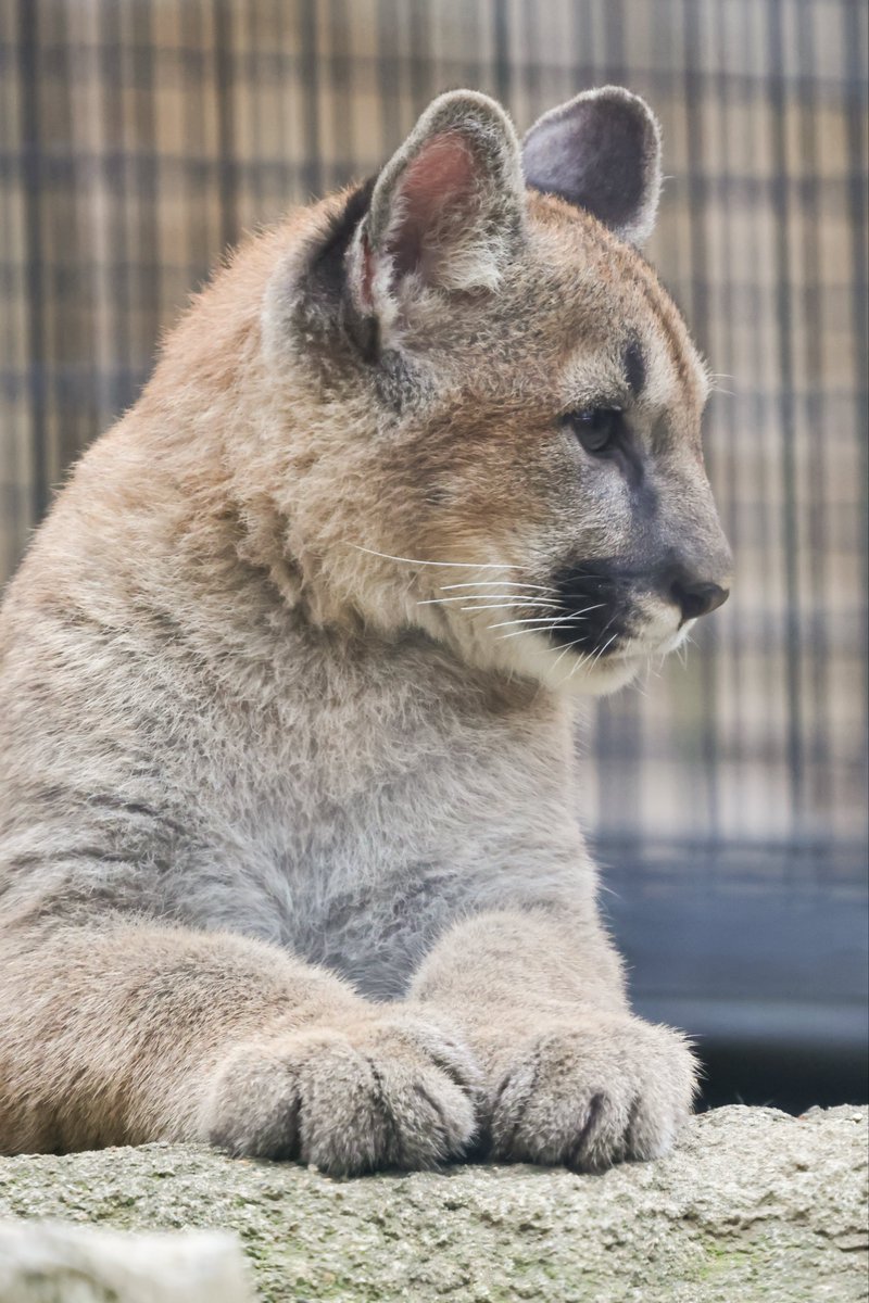 ねこまる かわちいね〜☺️🫶🏻🩷 #エキゾチックショートヘア #ねこのいる