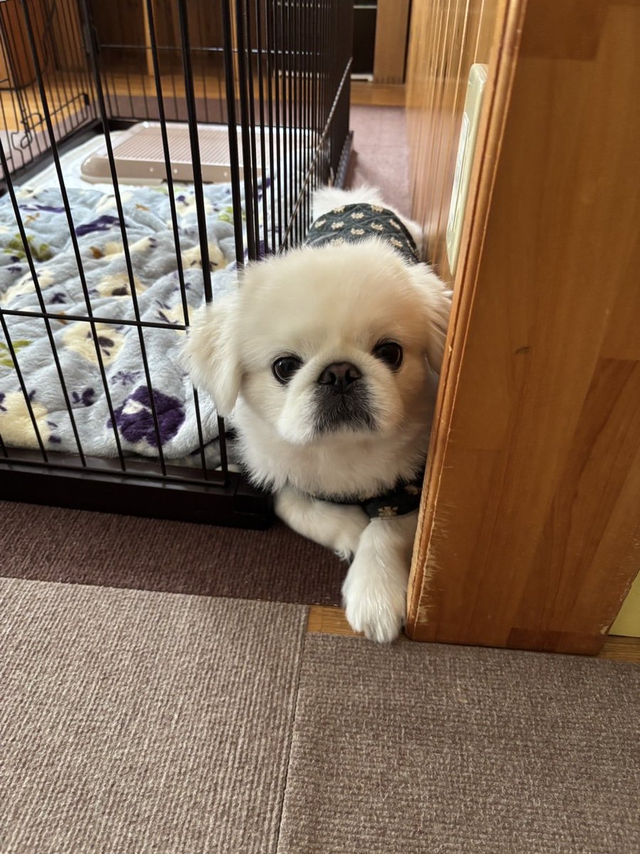 もふぞう (@mofufufuzo_0130) / Posts / X