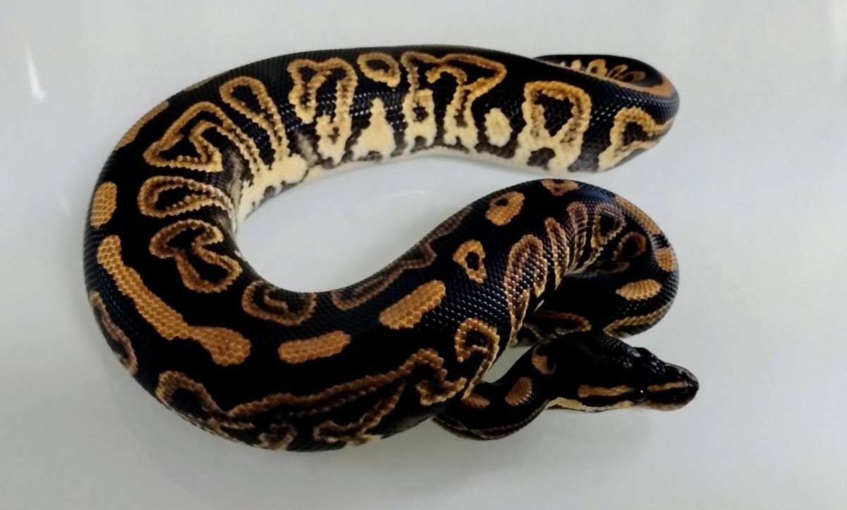 UmbrellaPython's tweet image. Black Pastel het Pie