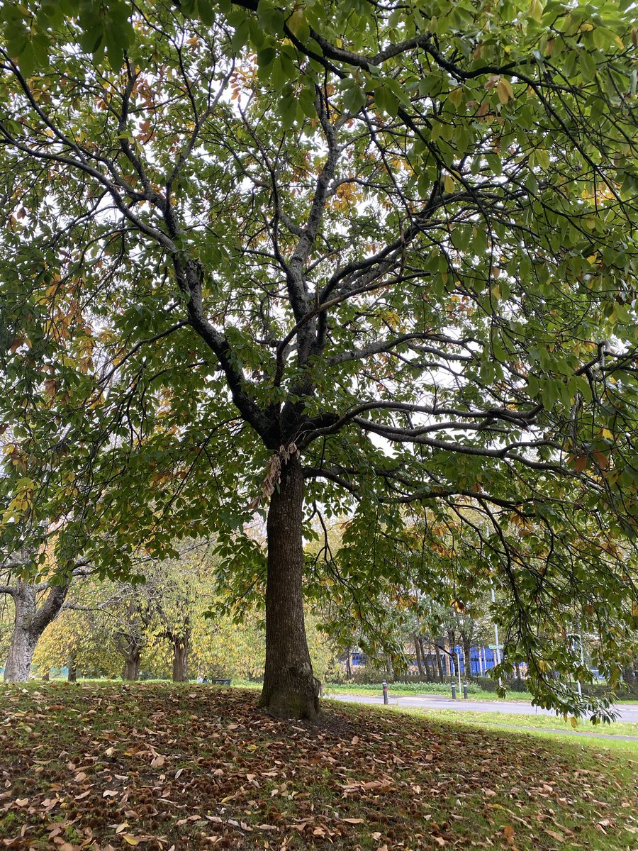 Sue Mayor tweet media