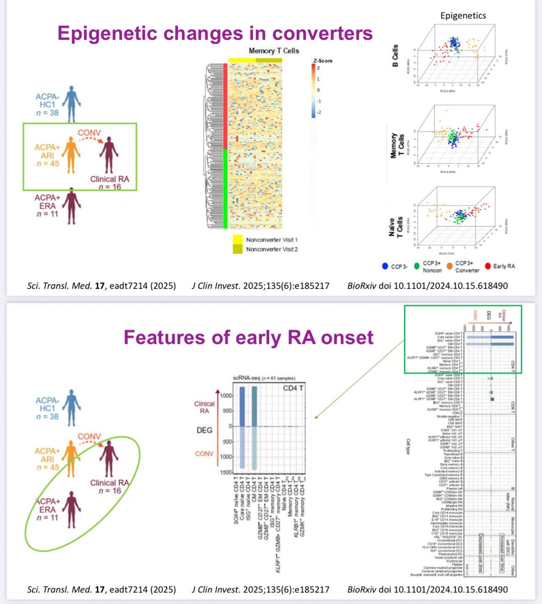 RoxOsler's tweet image. #YearinReview #ACR25 #BasicScience
🔹In ACPA+ individuals at risk of #RA, early immune activation includes effector and TFH T-cell expansion.
🧬 Epigenetic shifts in B and T cells precede clinical conversion.
💊 T-cell activation signature is reversed by abatacept, not by TNFi.