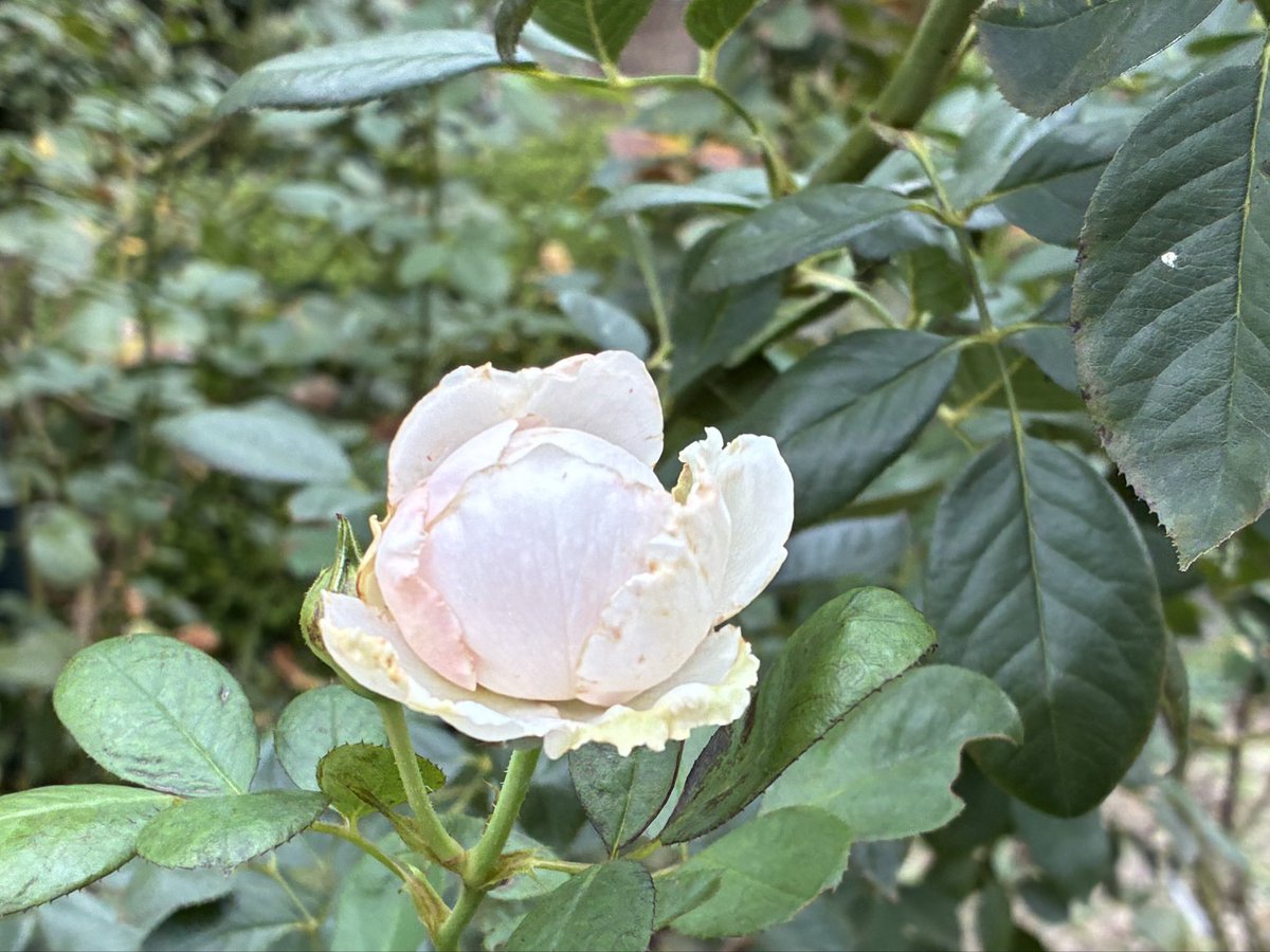 烏山バラ きょうちゃん on X