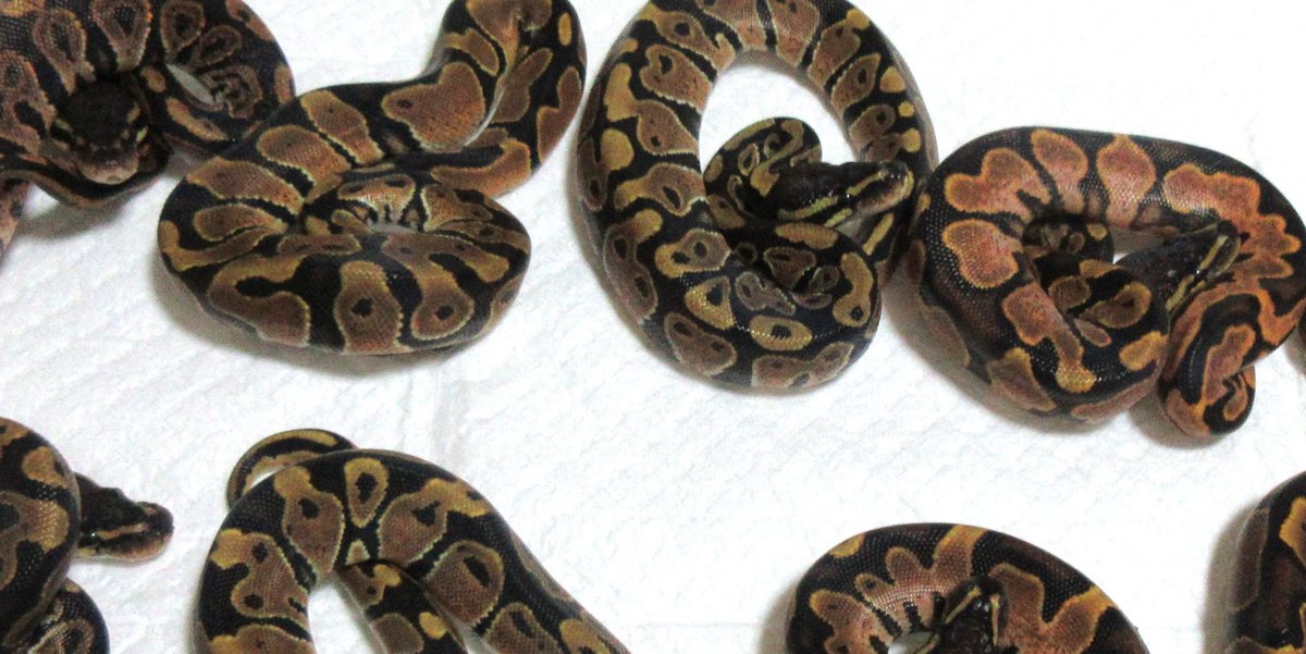 UmbrellaPython's tweet image. 誰からも評価されなさそうな
OD Cakico🪟or Black Pastel × FH