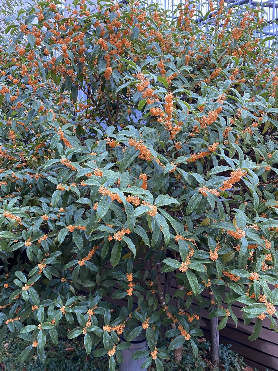 yumiazu様 0_IMG_6297.jpeg