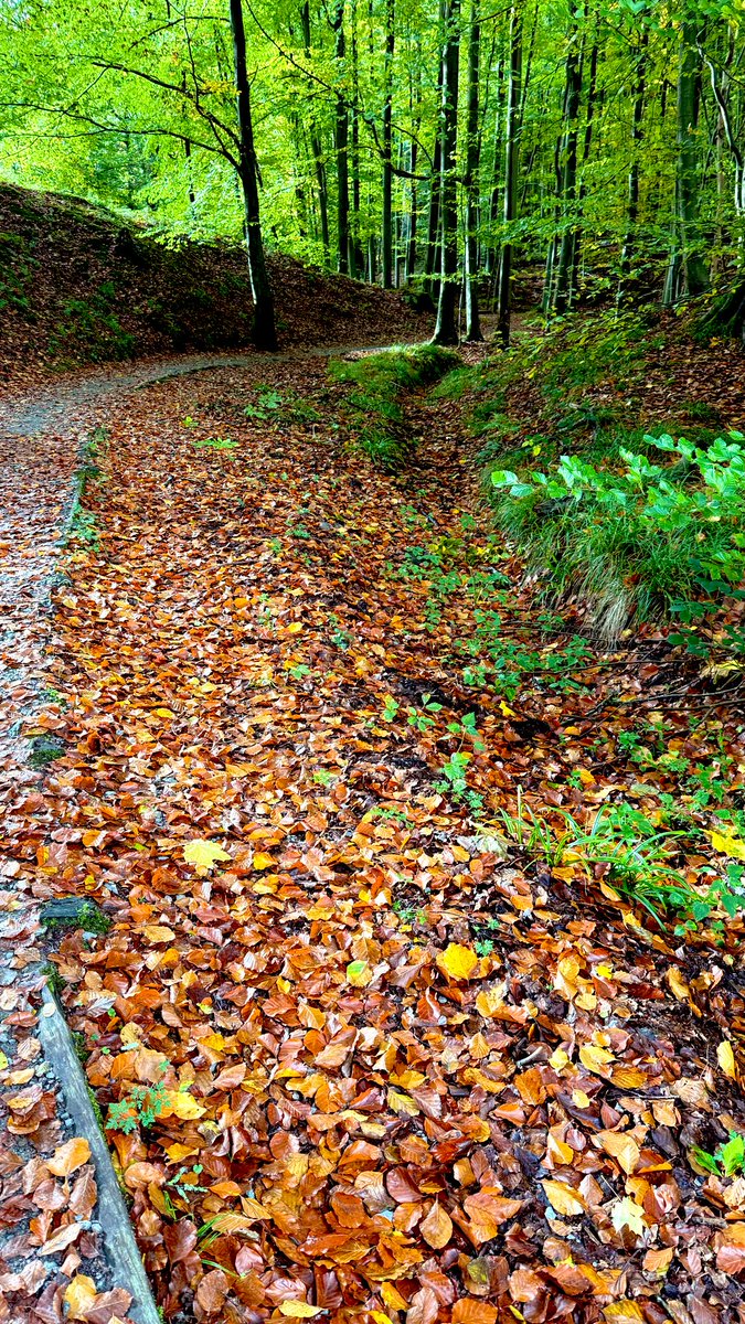 The paths are golden this time of the year.

#Brussels