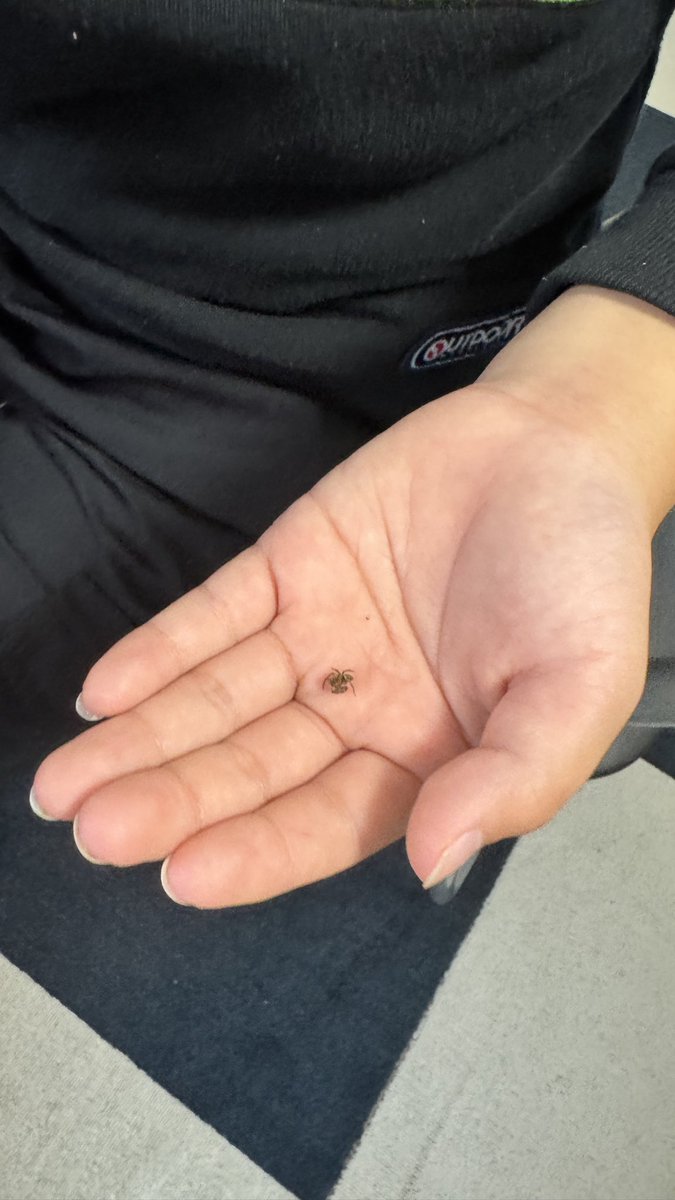 mtada_hpcso's tweet image. 蜘蛛を手にのせることができるのすごい。