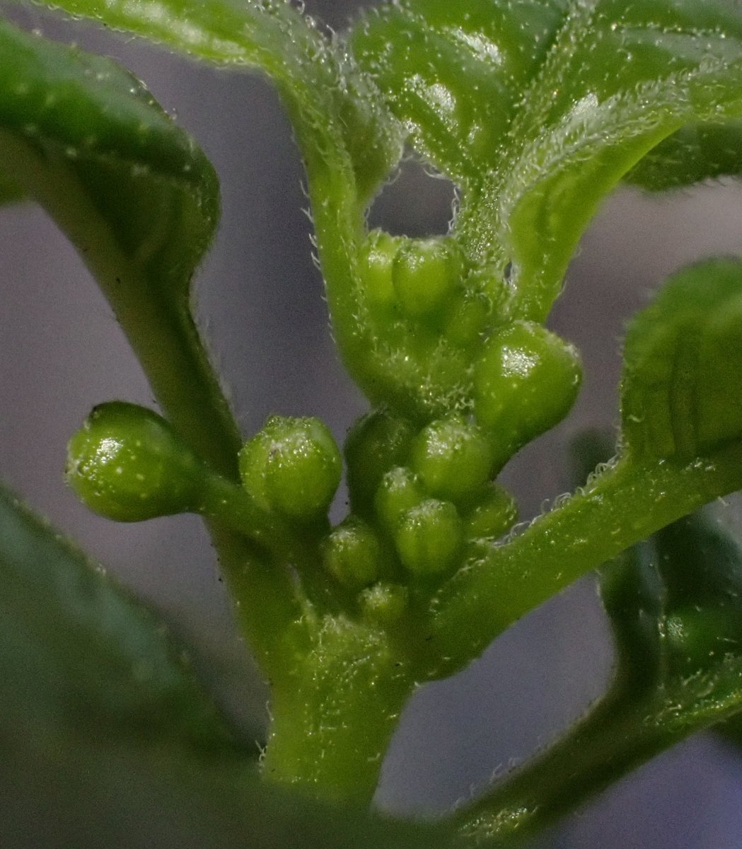 Chris Fowler tweet media