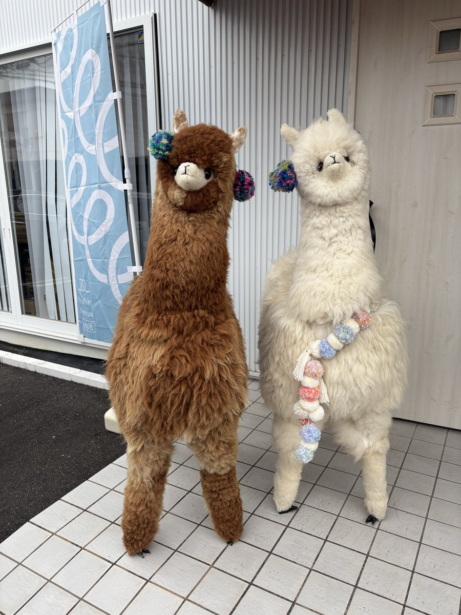 furingxx's tweet photo. きょーこさんと一緒に、ごしょうマーケットへ行ってきました〜！🧶🐑
人生初のかせ糸にもチャレンジする！！スタッフの皆さん優しくて、色々教えて頂けたし…！ほんとに楽しかった〜！！入口のアルパカさんたちも𝓼𝓸 𝓬𝓾𝓽𝓮...♡ https://t.co/tNbtZEDwk5