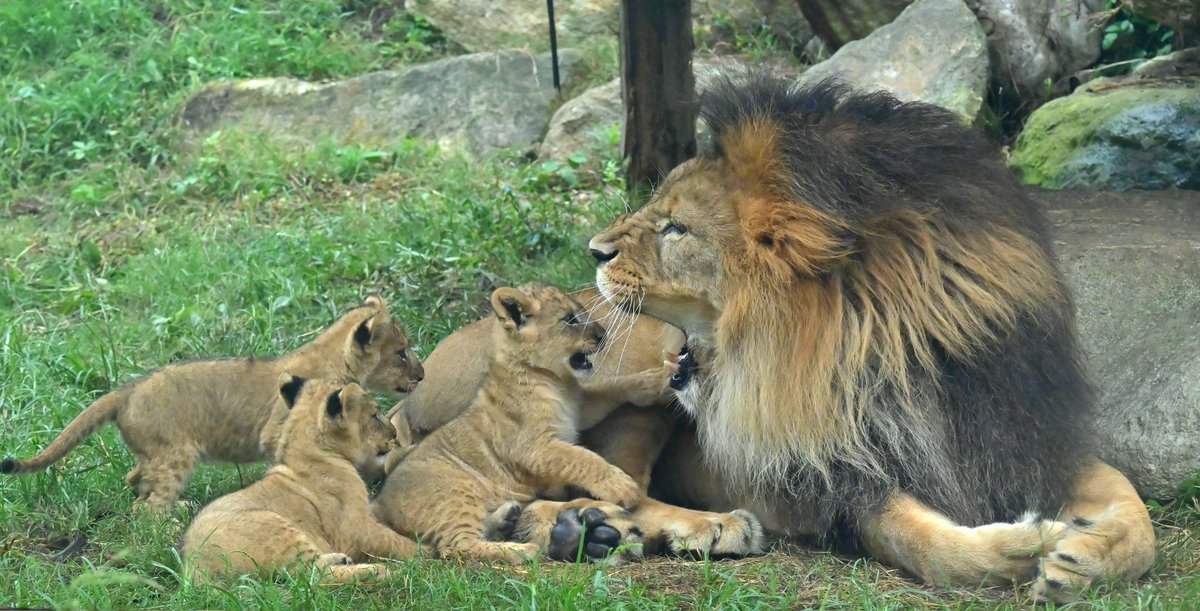 yokko7111's tweet image. 🦁アースと仔ライオンたち

#ライオン #アース #仔ライオン #のんほいパーク #豊橋総合動植物公園